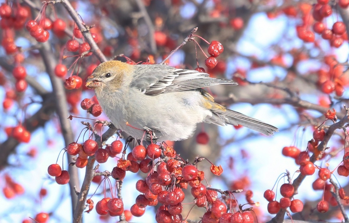 Pine Grosbeak - ML646381264