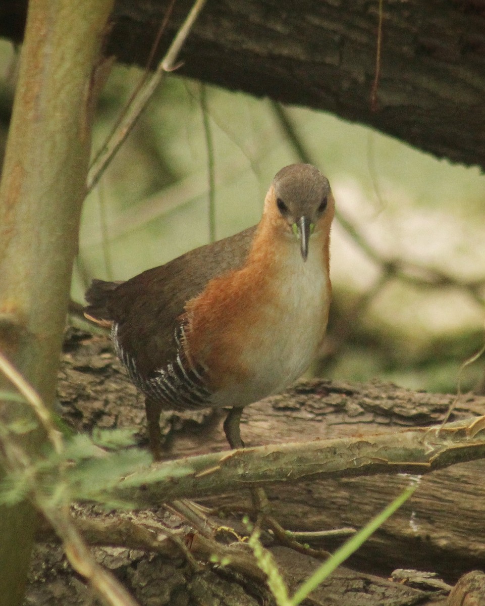Rufous-sided Crake - ML646381265