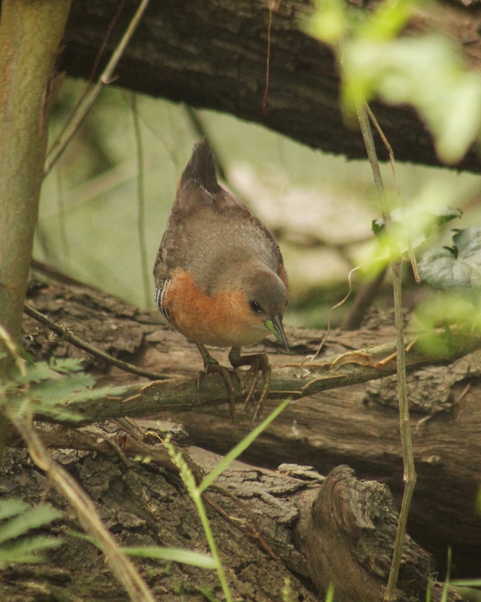 Rufous-sided Crake - ML646381266