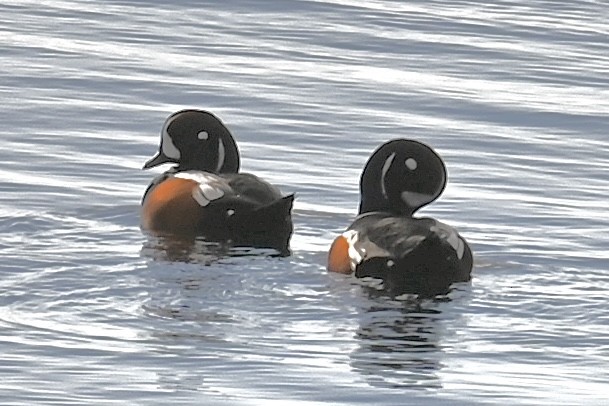 Каменярка - ML646381267