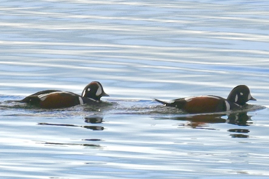 Каменярка - ML646381268