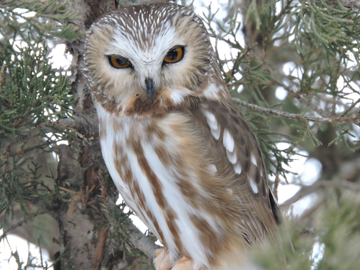 Northern Saw-whet Owl - ML646381269