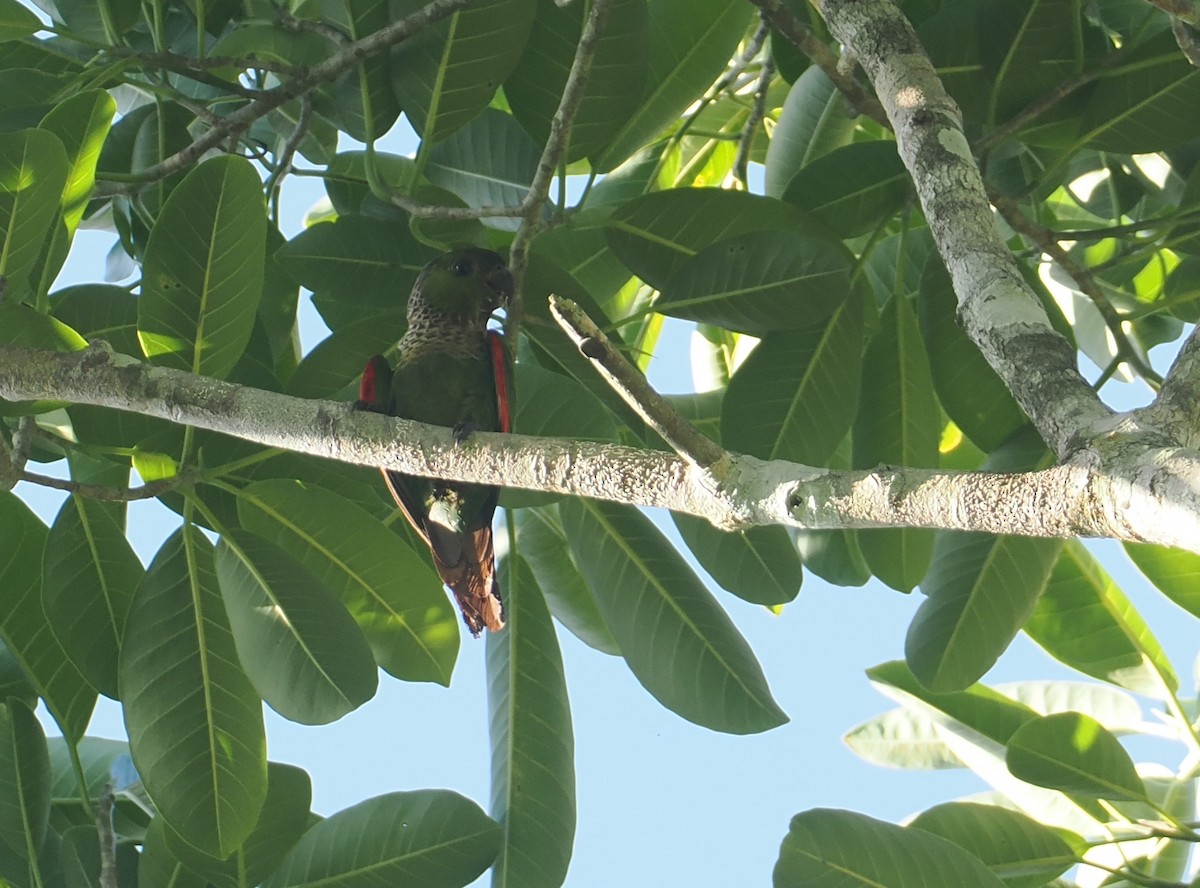 Black-capped Parakeet - ML646381270
