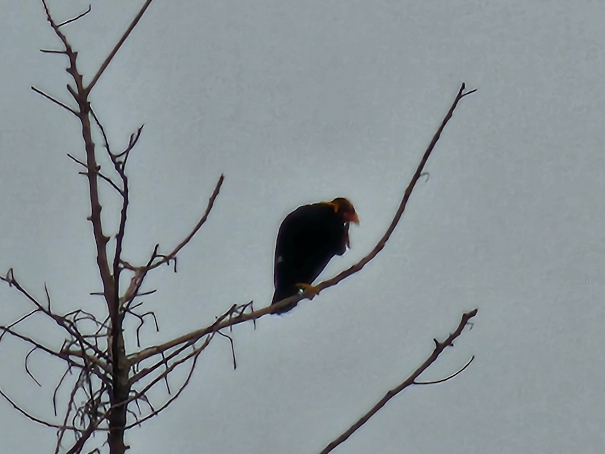 Common Hill Myna - ML646381271