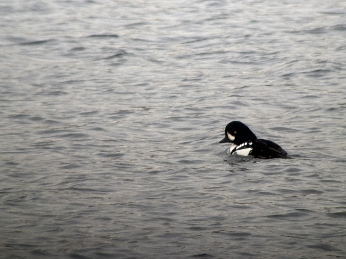 Barrow's Goldeneye - ML646381272