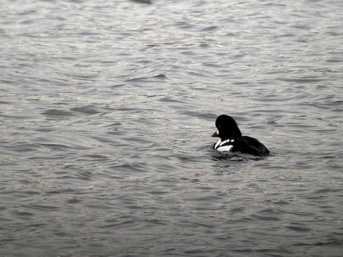 Barrow's Goldeneye - ML646381273