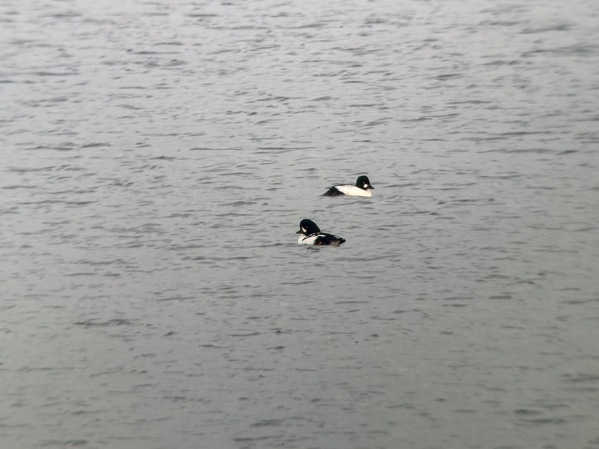 Barrow's Goldeneye - ML646381274