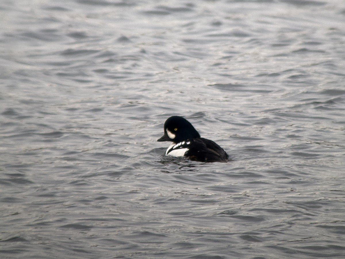 Barrow's Goldeneye - ML646381275