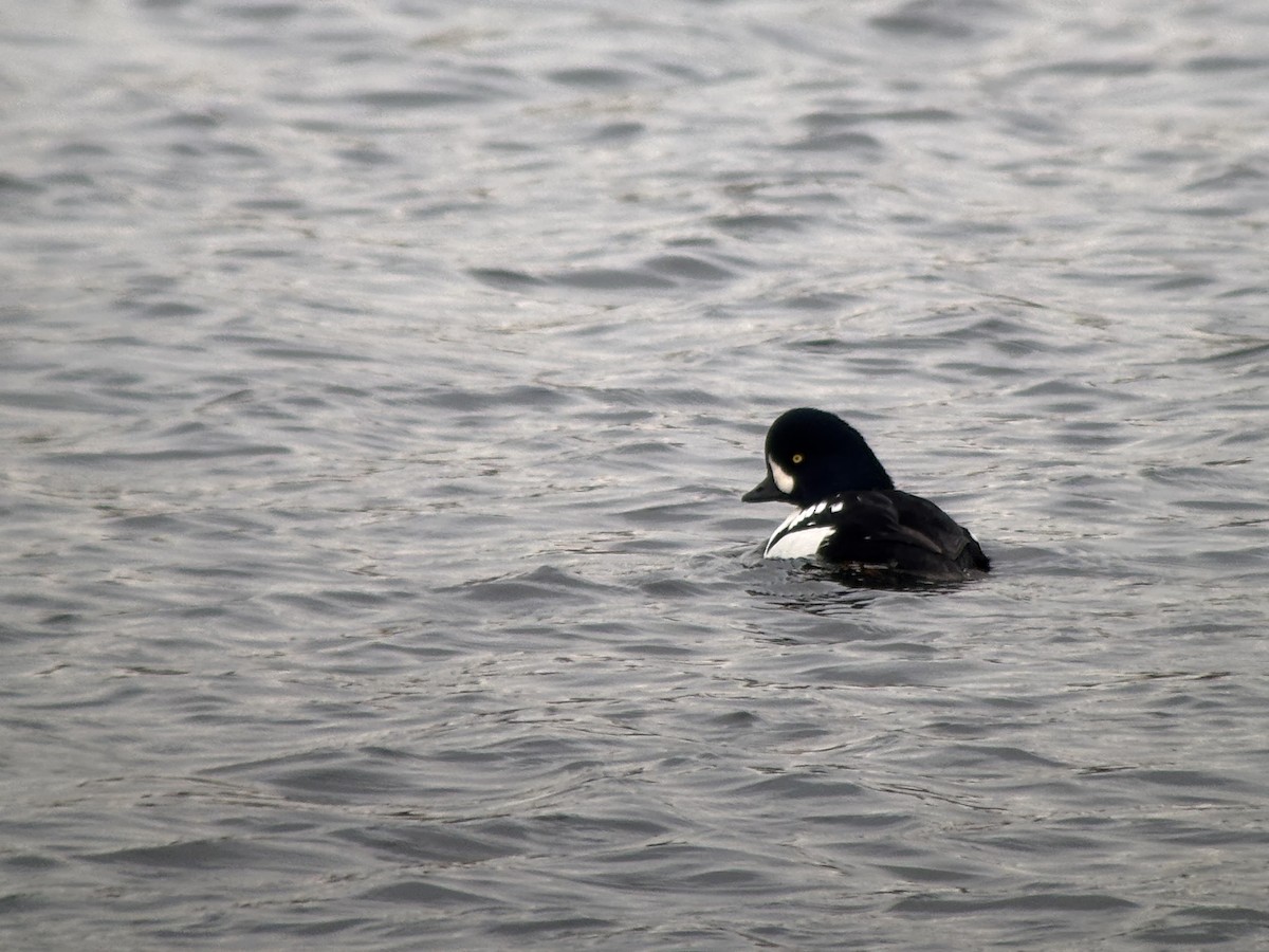 Barrow's Goldeneye - ML646381276