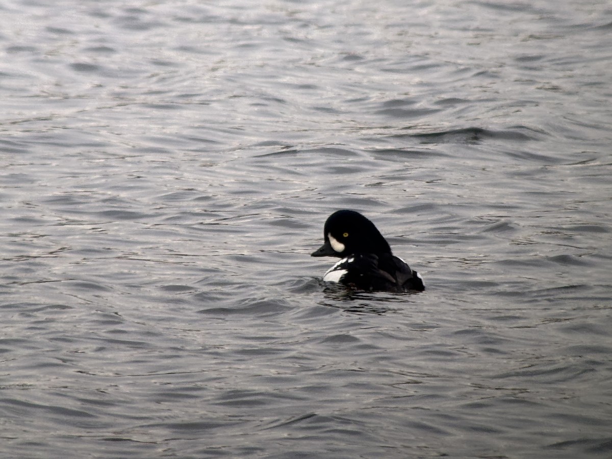 Barrow's Goldeneye - ML646381277
