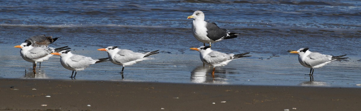 Royal Tern - ML646381278