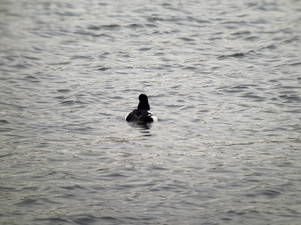 Barrow's Goldeneye - ML646381283