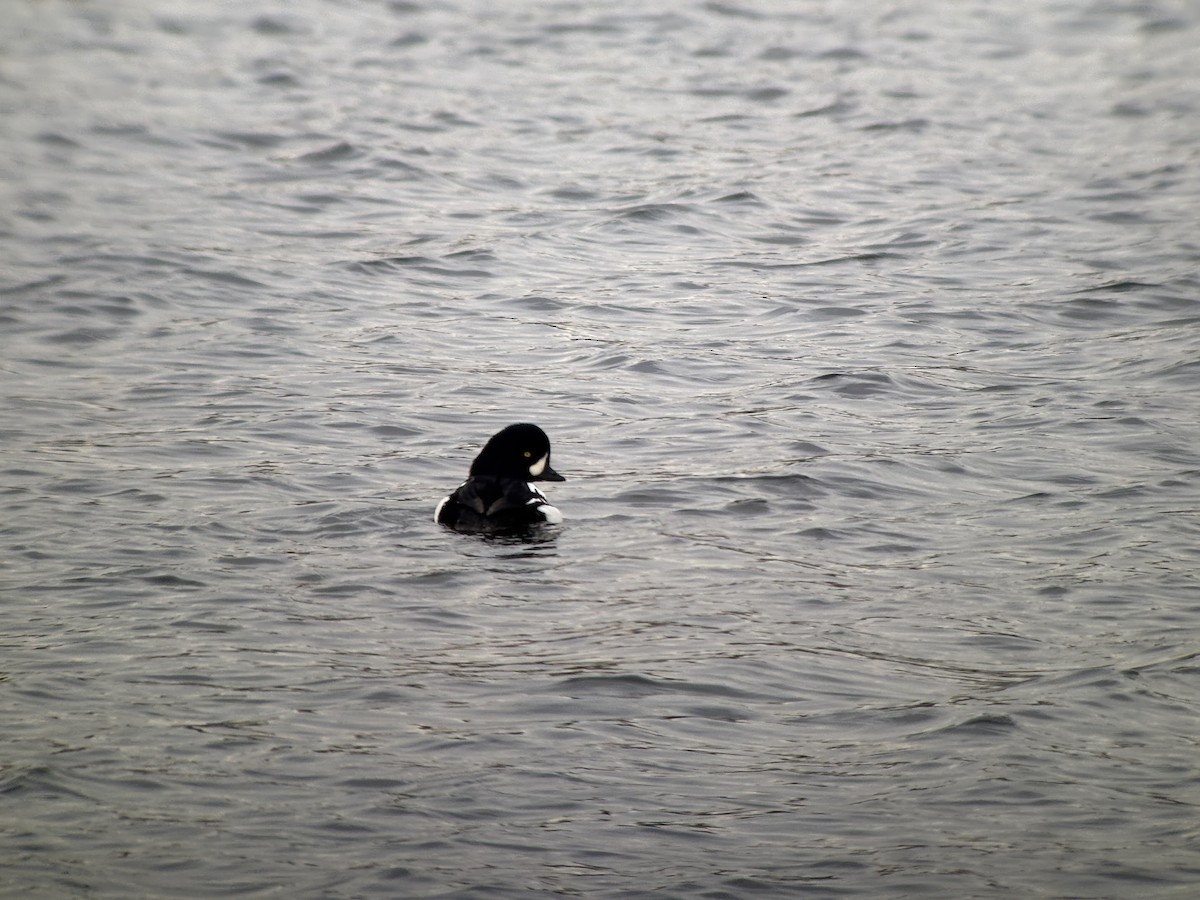 Barrow's Goldeneye - ML646381284