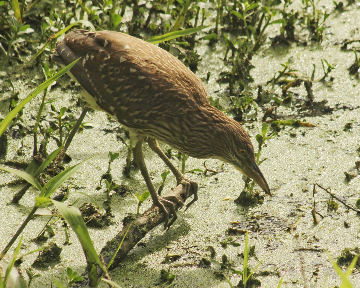 Amiltxori arrunta (hoactli) - ML646381286