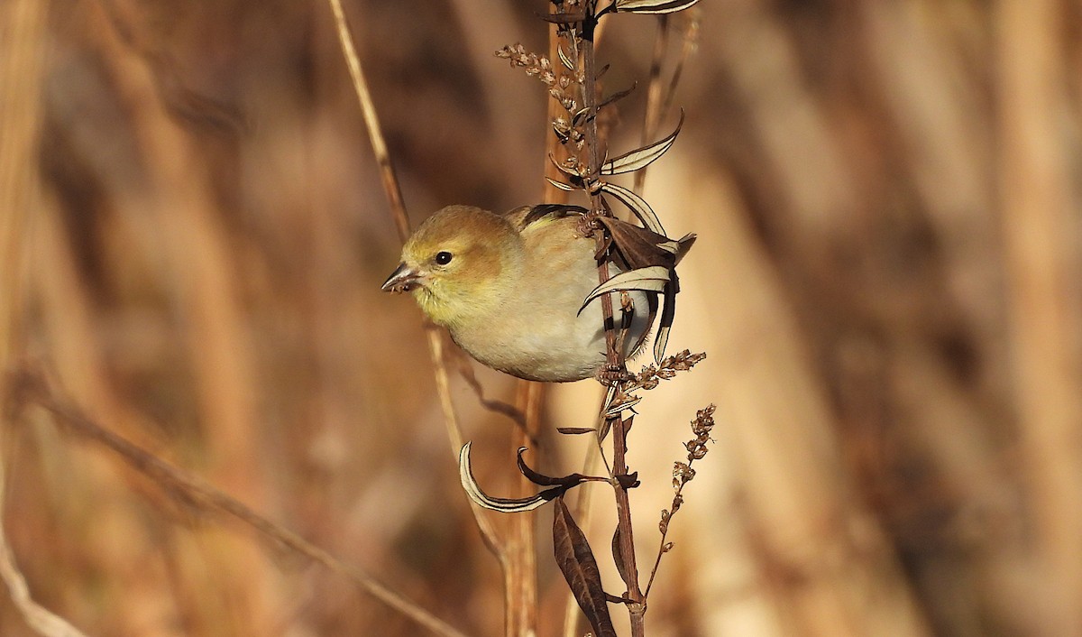 čížek žlutý - ML646381287