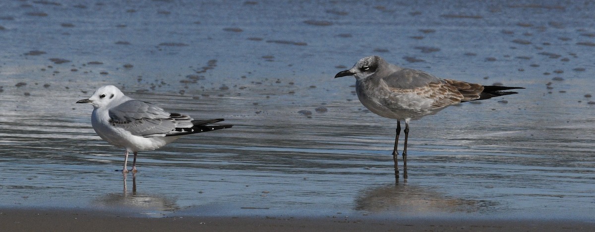 Bonaparte's Gull - ML646381288