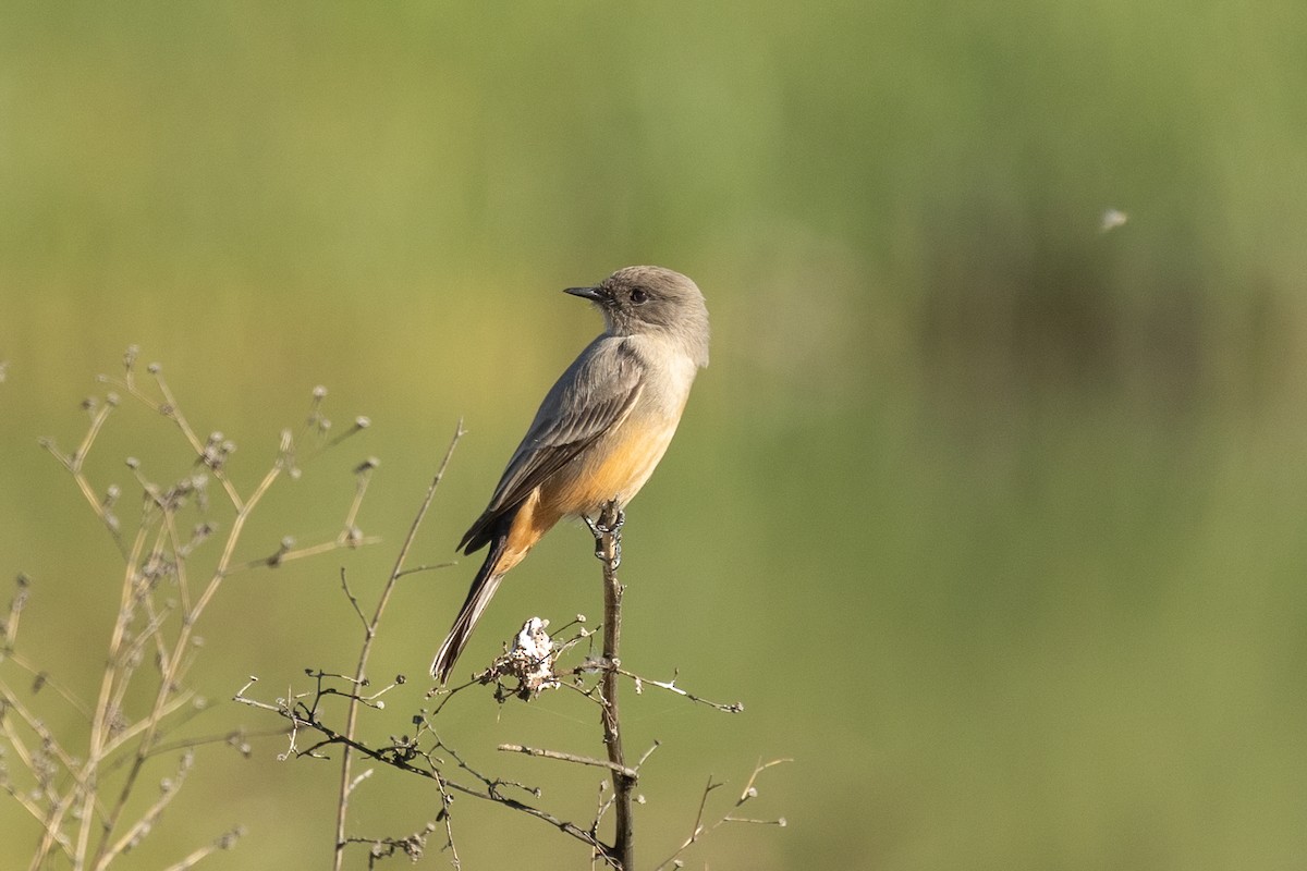 Say's Phoebe - ML646381289