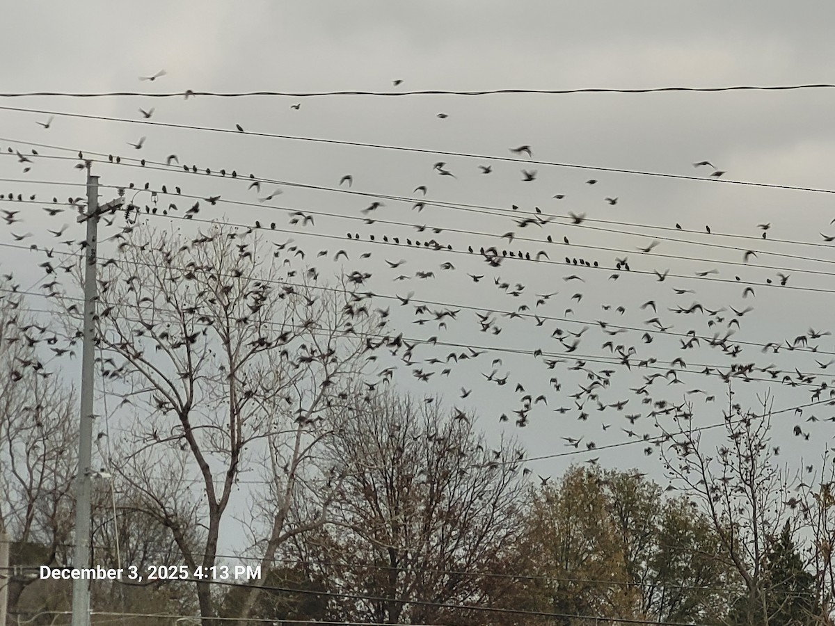 Storno - ML646381300