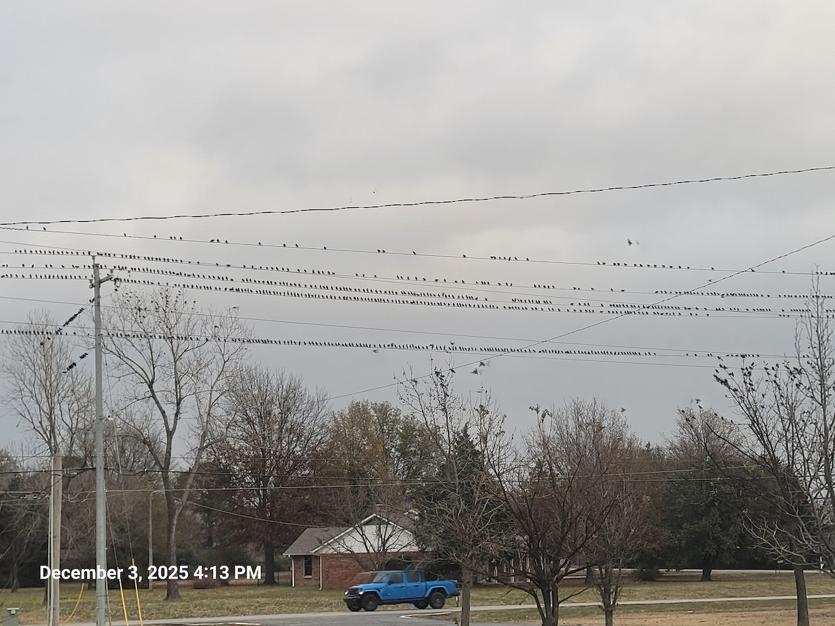 Storno - ML646381305