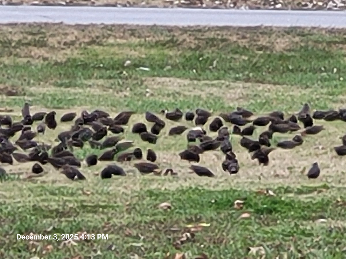 Storno - ML646381306