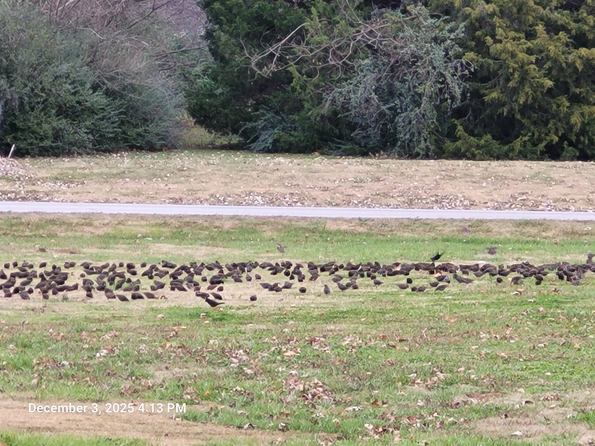 Storno - ML646381308