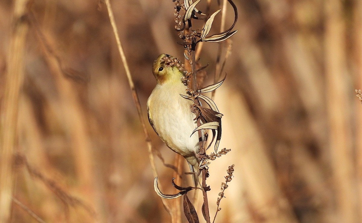 čížek žlutý - ML646381310