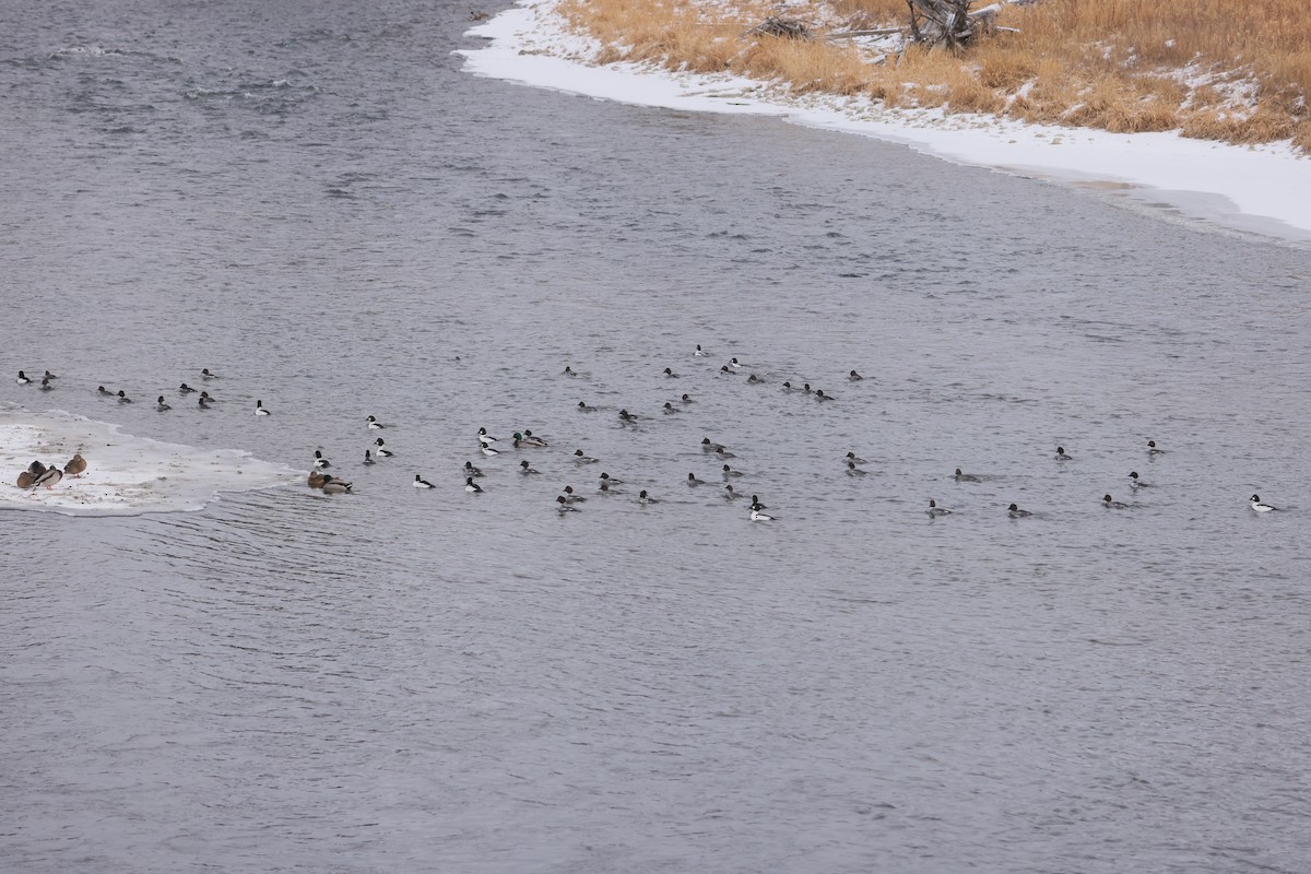 Common Goldeneye - ML646381311