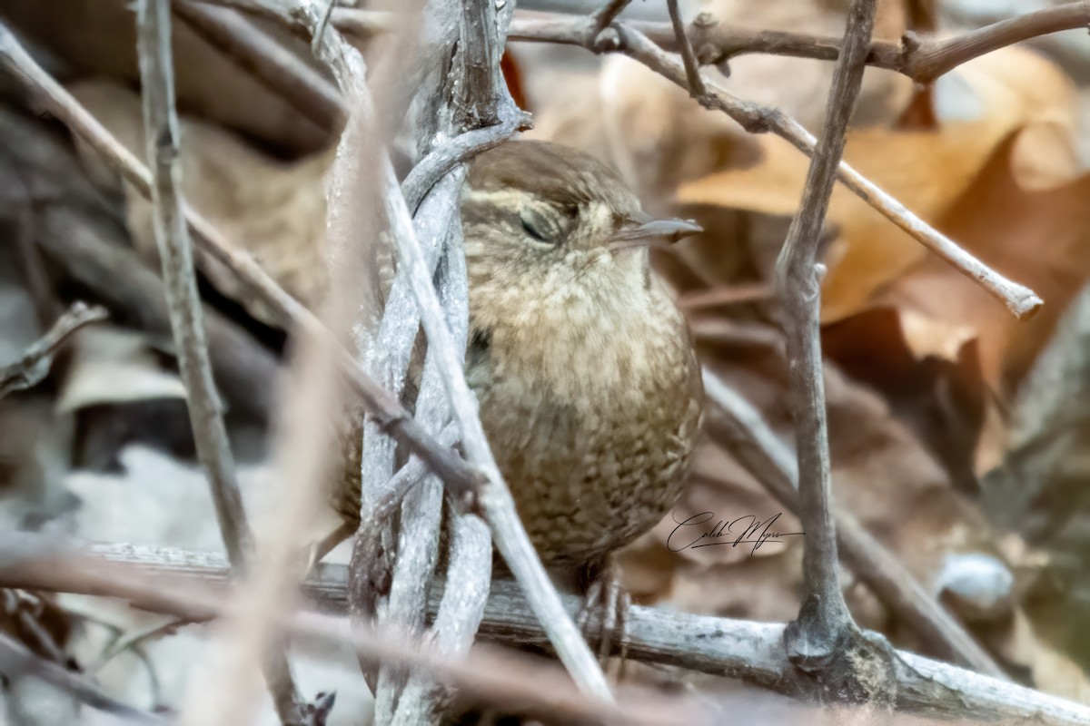Troglodyte des forêts - ML646381313