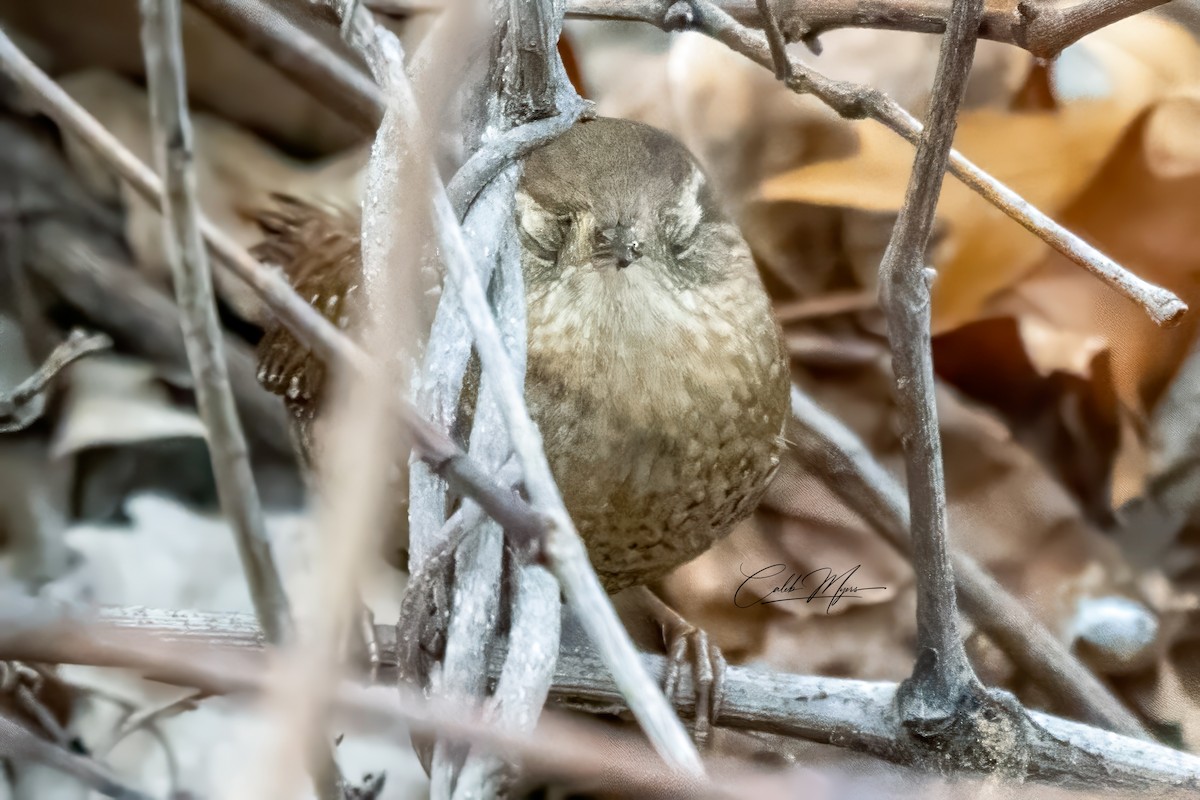 Troglodyte des forêts - ML646381314