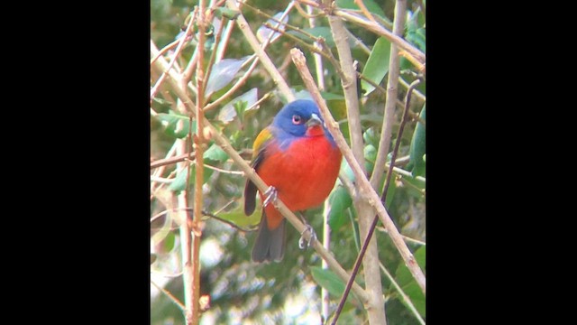 ゴシキノジコ - ML646381315