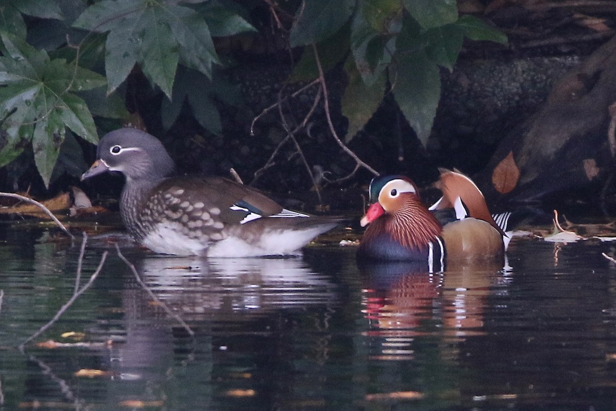 Mandarin Duck - ML646381316