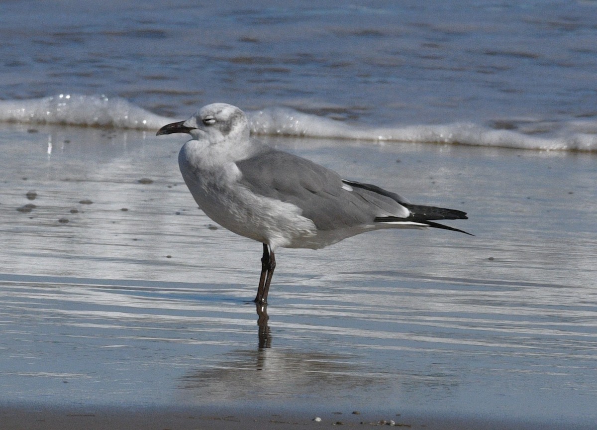 Laughing Gull - ML646381317