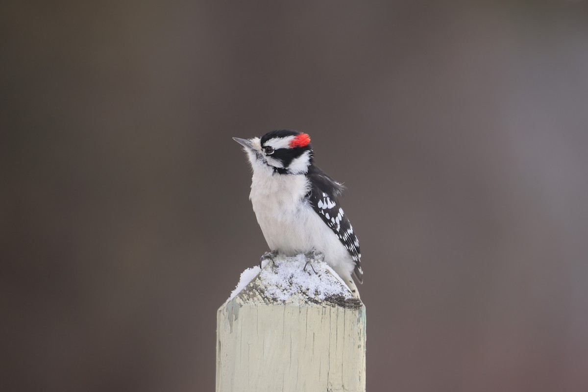 Downy Woodpecker - ML646381318