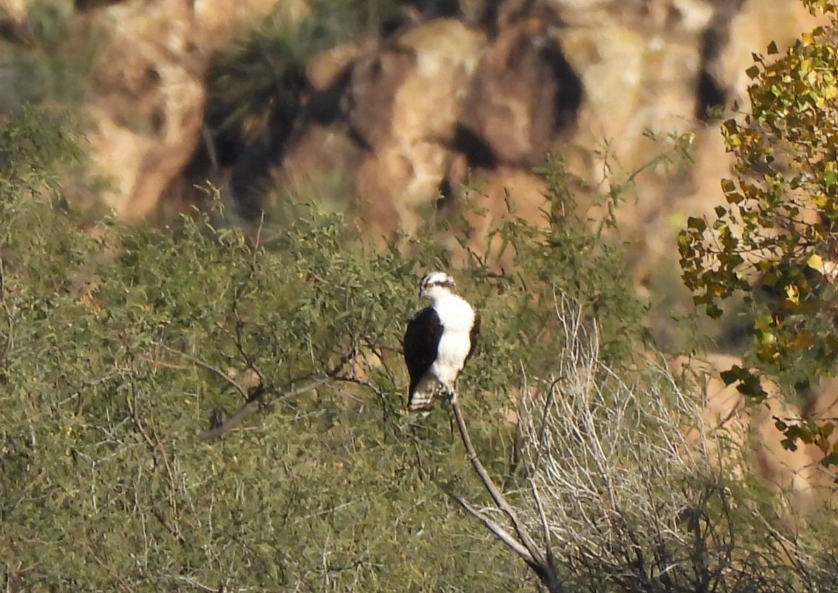 Osprey - ML646381320