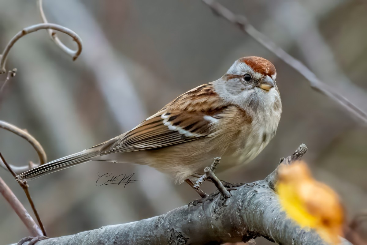 Bruant hudsonien - ML646381321