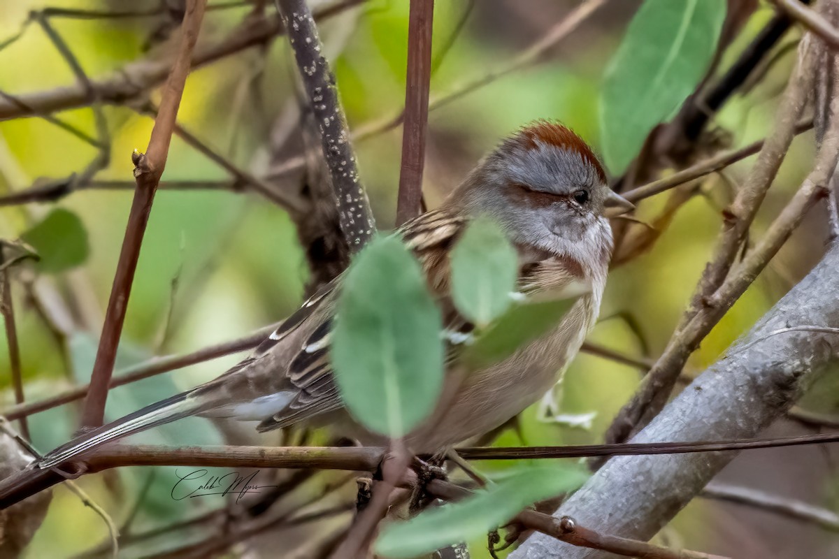 Bruant hudsonien - ML646381322