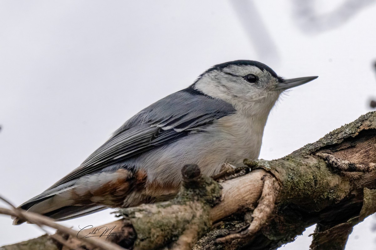 Sittelle à poitrine blanche - ML646381323