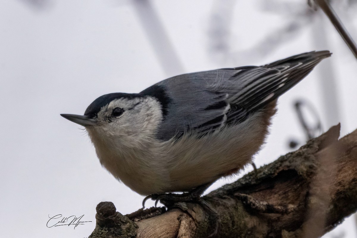 Sittelle à poitrine blanche - ML646381324