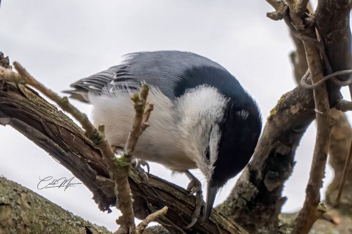 Sittelle à poitrine blanche - ML646381325