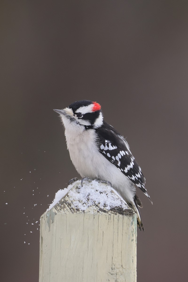 Downy Woodpecker - ML646381326
