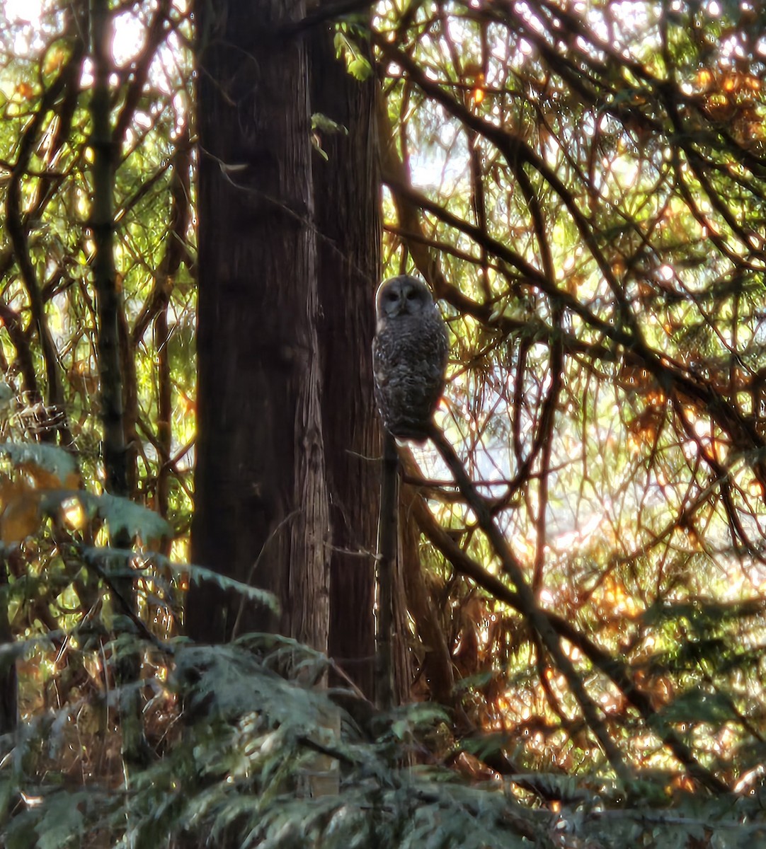 høvdingugle - ML646381327