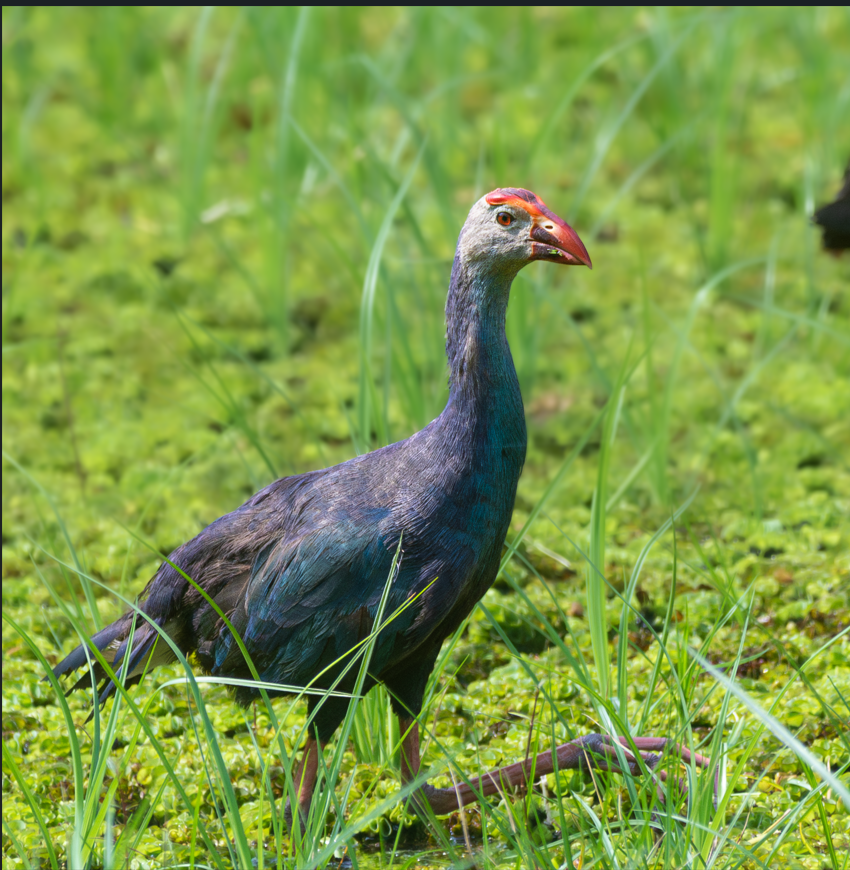 Gray-headed Swamphen - ML646381328