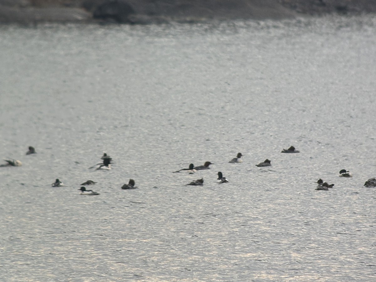 Common Merganser (North American) - ML646381329