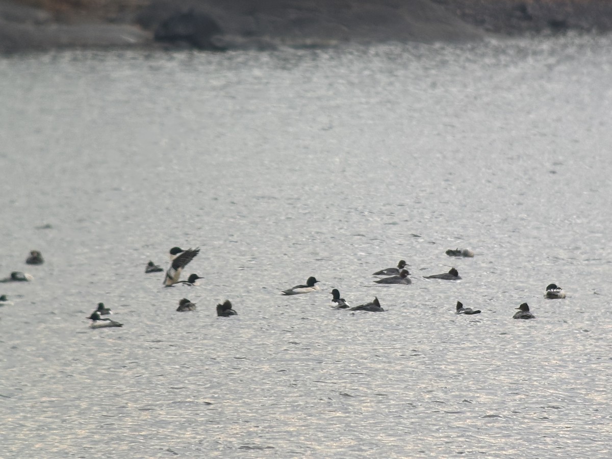 Common Merganser (North American) - ML646381330