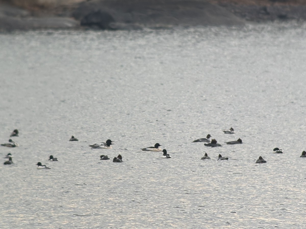 Common Merganser (North American) - ML646381331