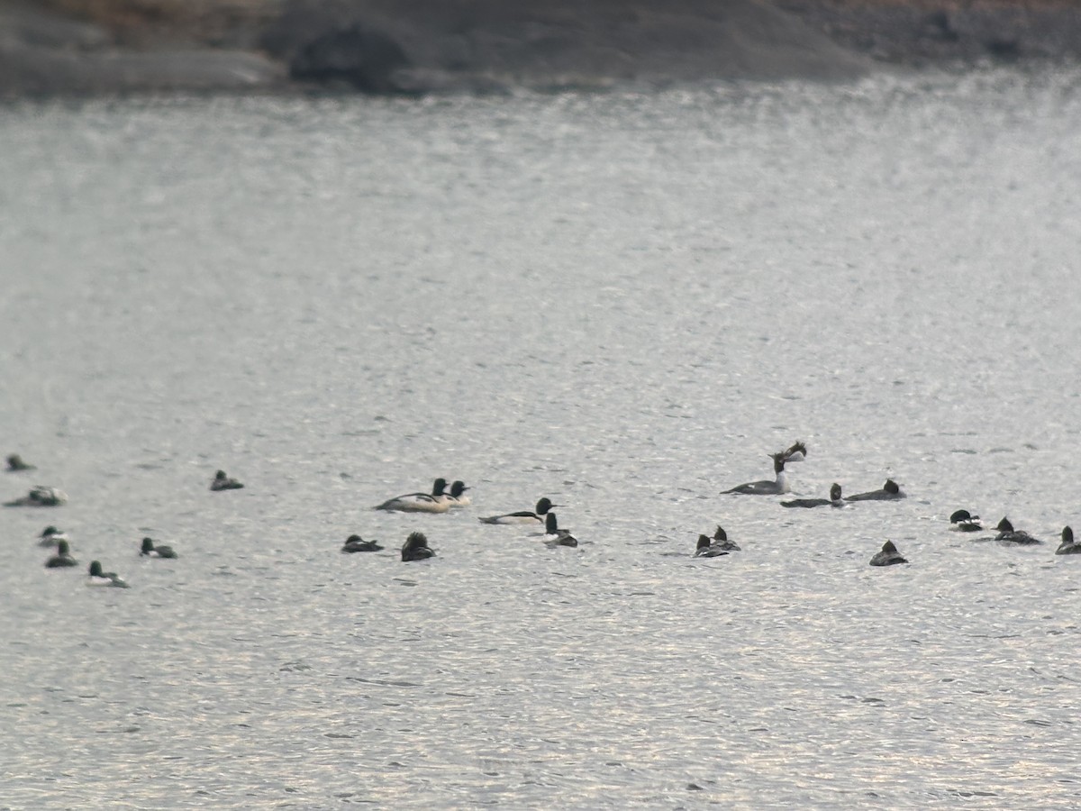 Common Merganser (North American) - ML646381332