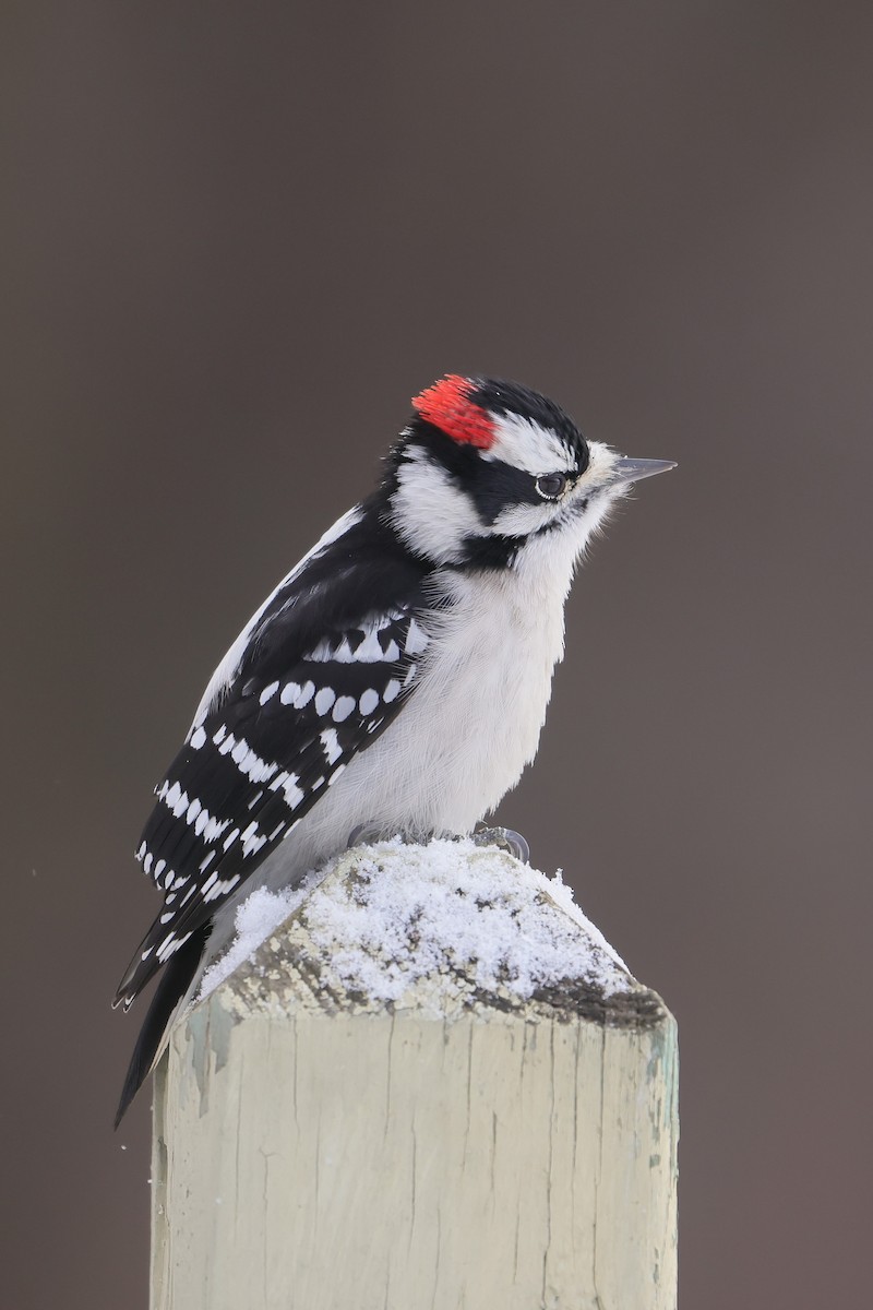 Downy Woodpecker - ML646381334