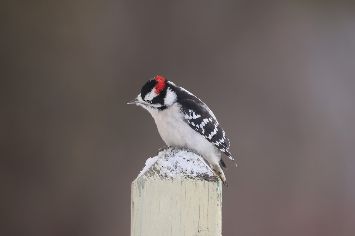 Downy Woodpecker - ML646381336