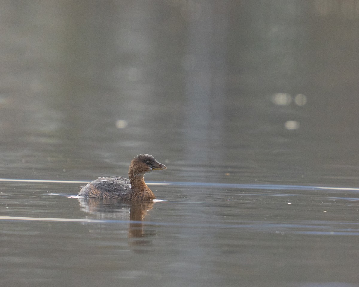 Pied-billed Grebe - ML646381337