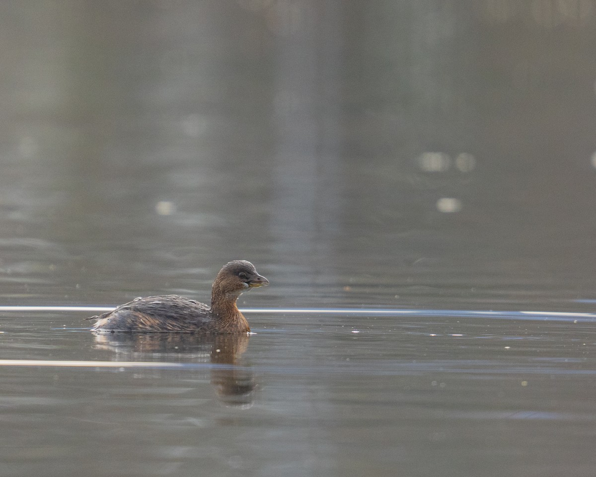 Pied-billed Grebe - ML646381338